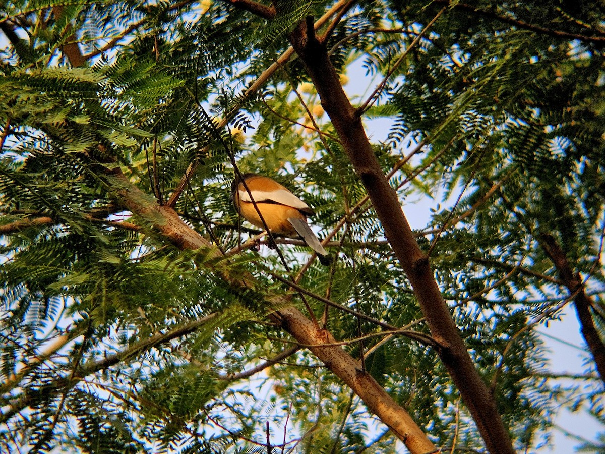 Rufous Treepie - ML646522094