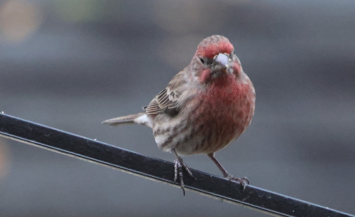 House Finch - ML646522095
