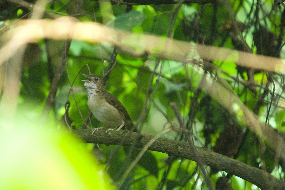 Tordina de Puvel - ML646522096