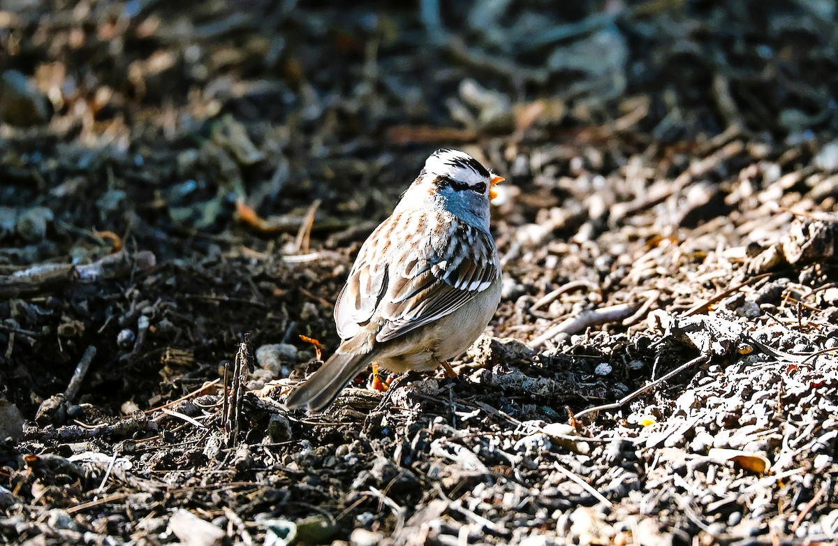 White-crowned Sparrow - ML646522097