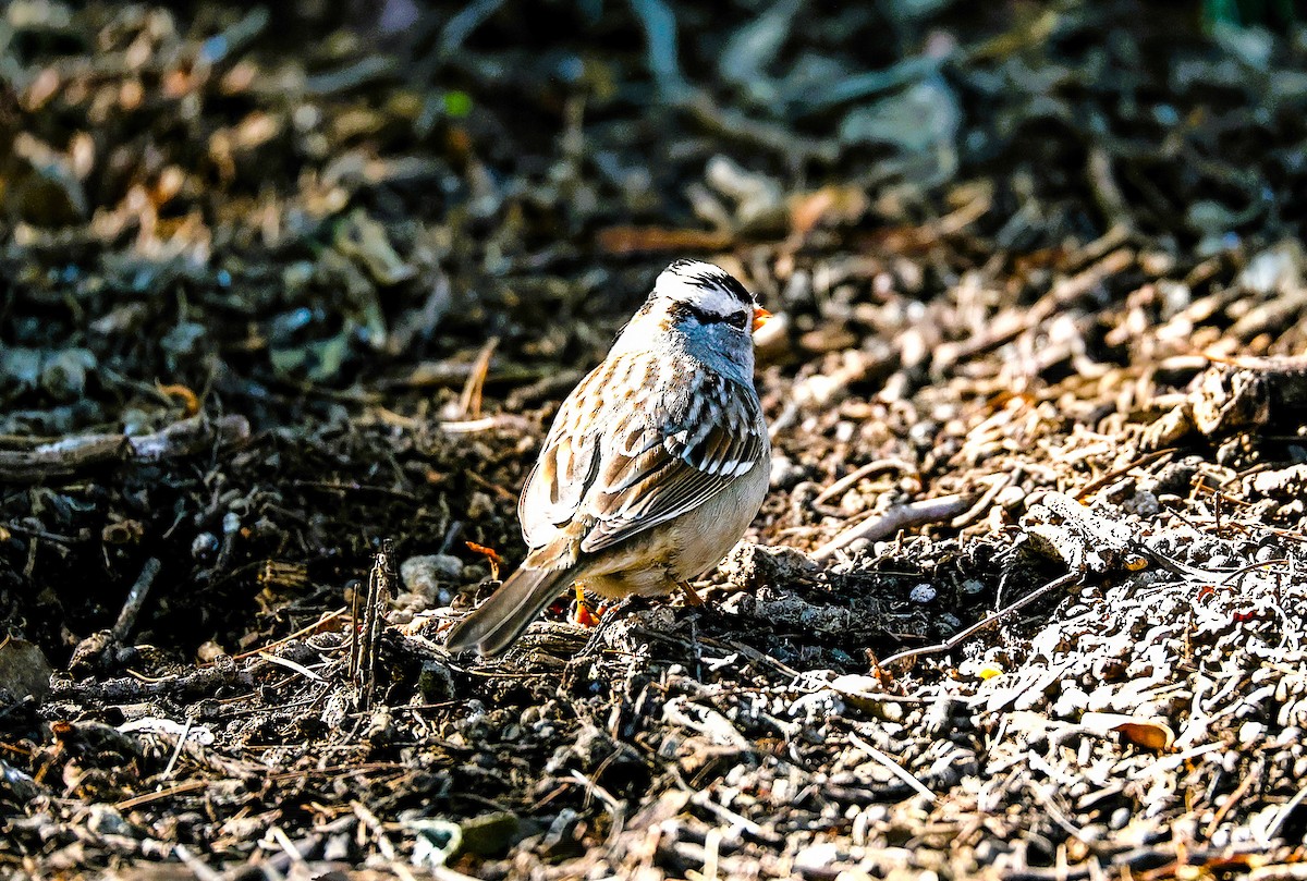 White-crowned Sparrow - ML646522098