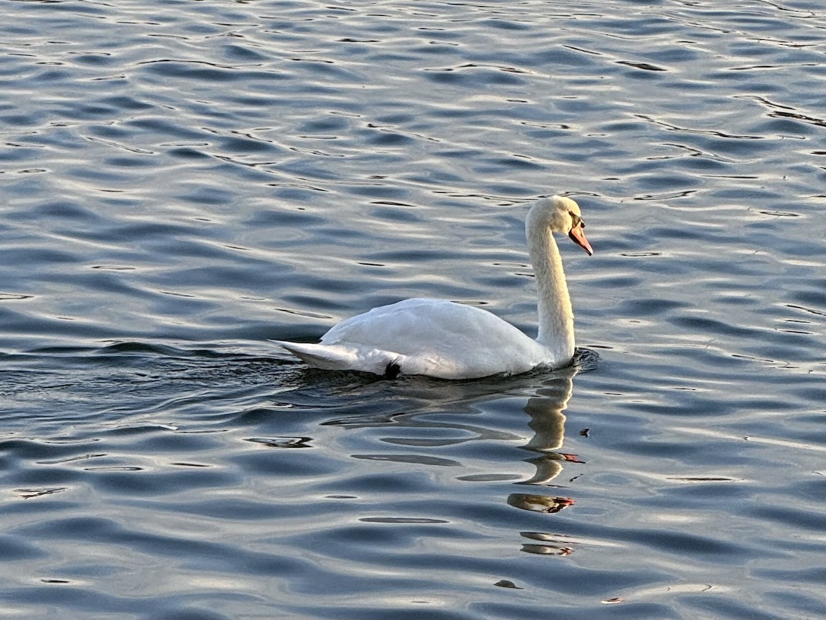 Mute Swan - ML646522101