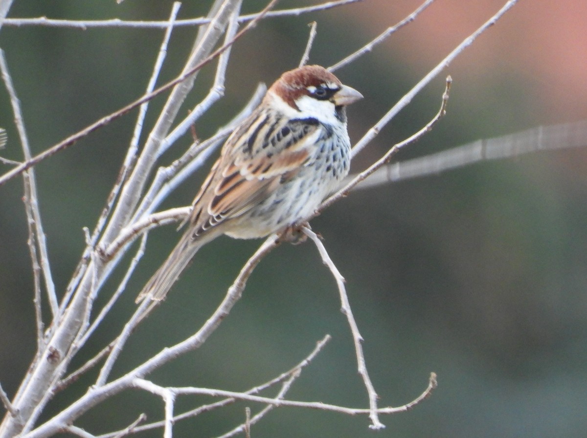 Spanish Sparrow - ML646522102