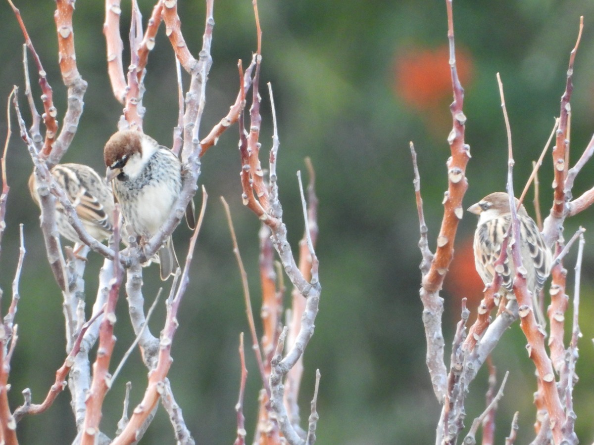 Spanish Sparrow - ML646522103