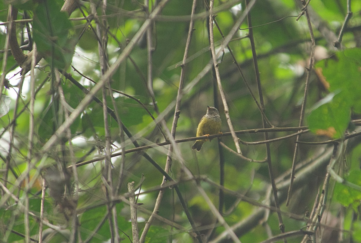 Hilia Estriada - ML646522104