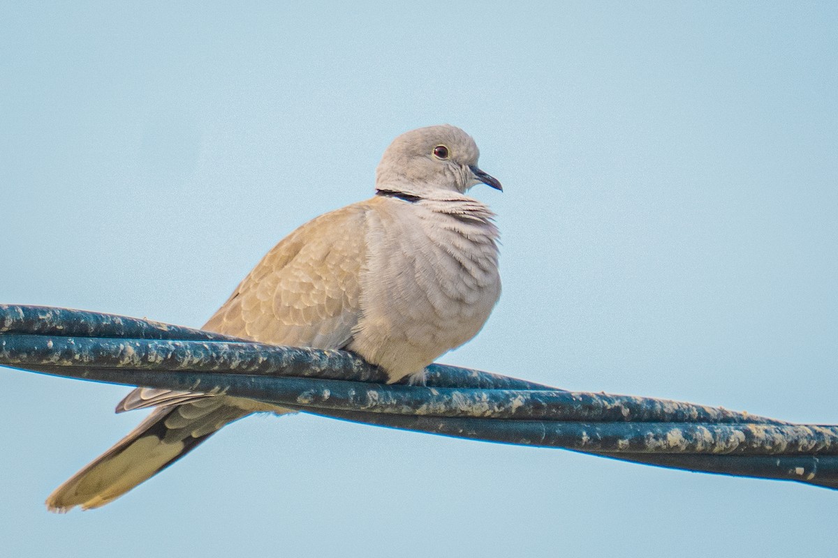 tyrkerdue - ML646522108