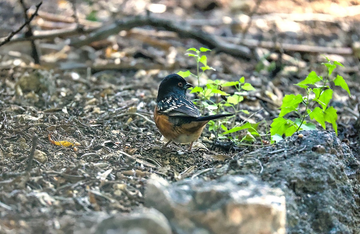 Spotted Towhee - ML646522109