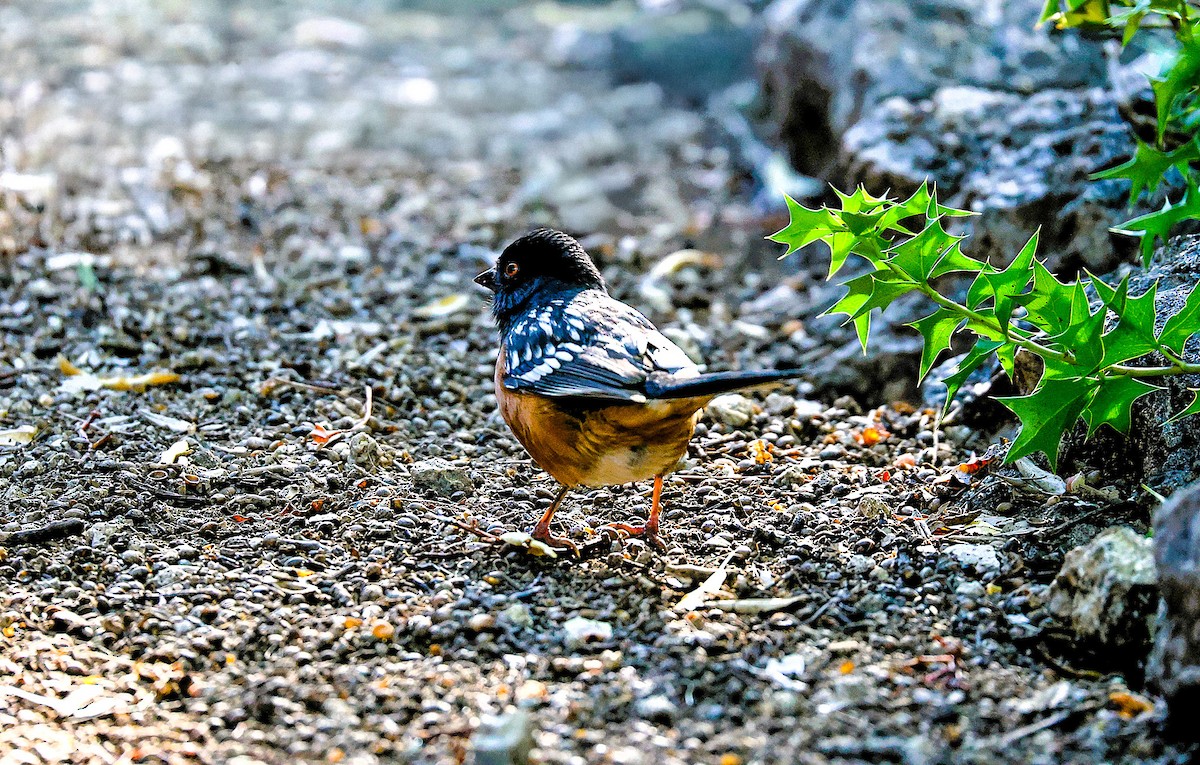 Spotted Towhee - ML646522110