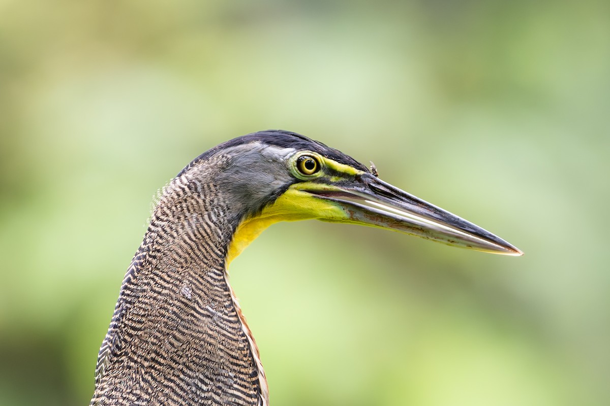 Bare-throated Tiger-Heron - ML646522111
