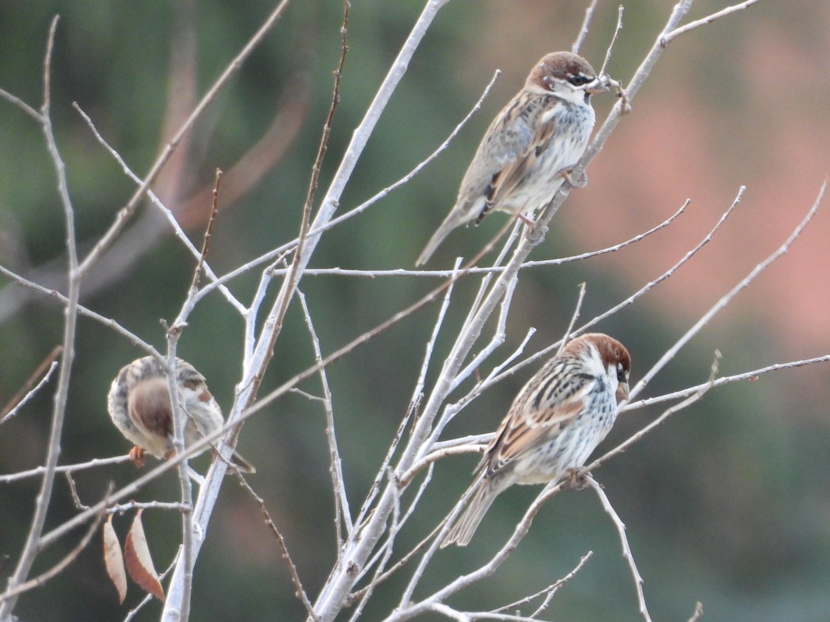 Spanish Sparrow - ML646522112