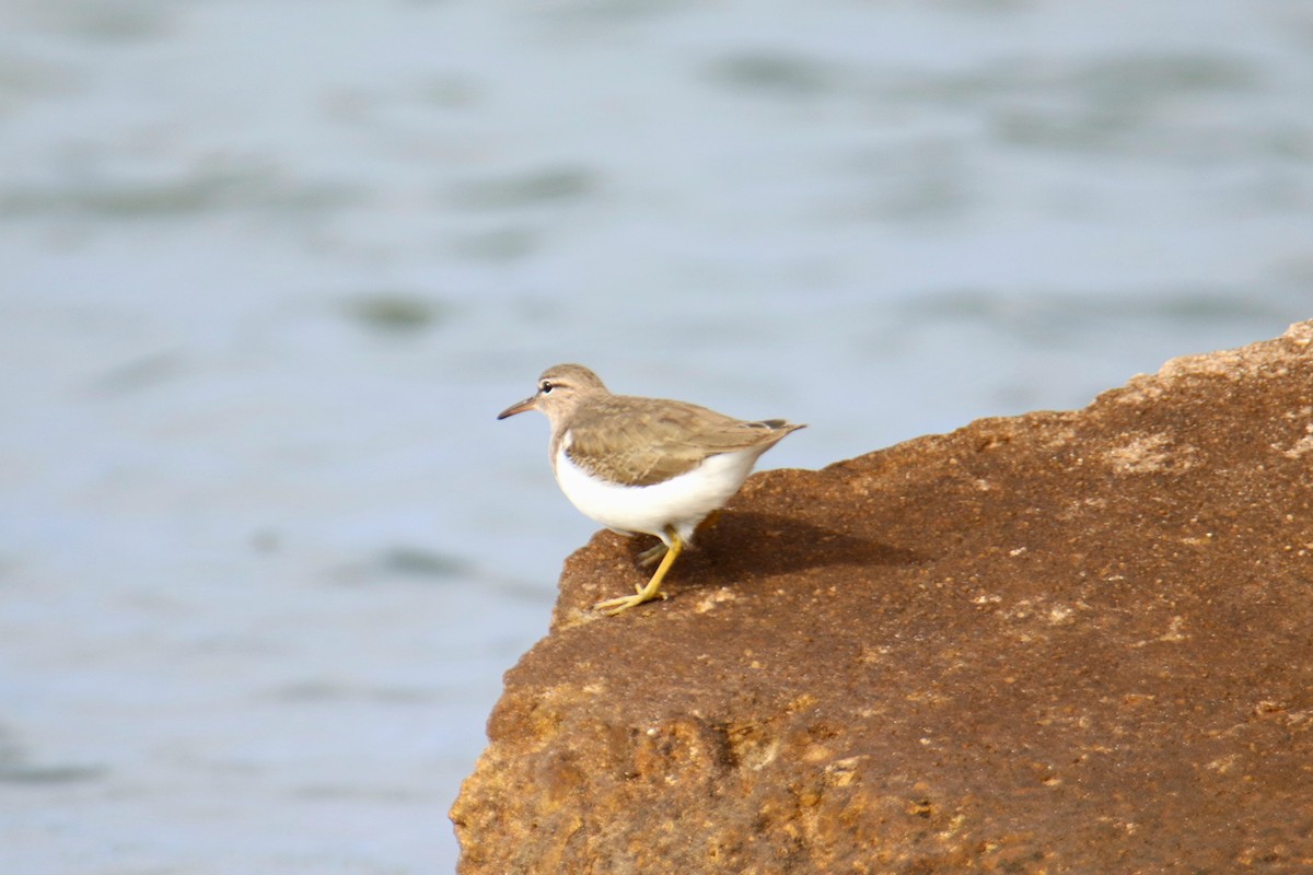 Набережник плямистий - ML646522113