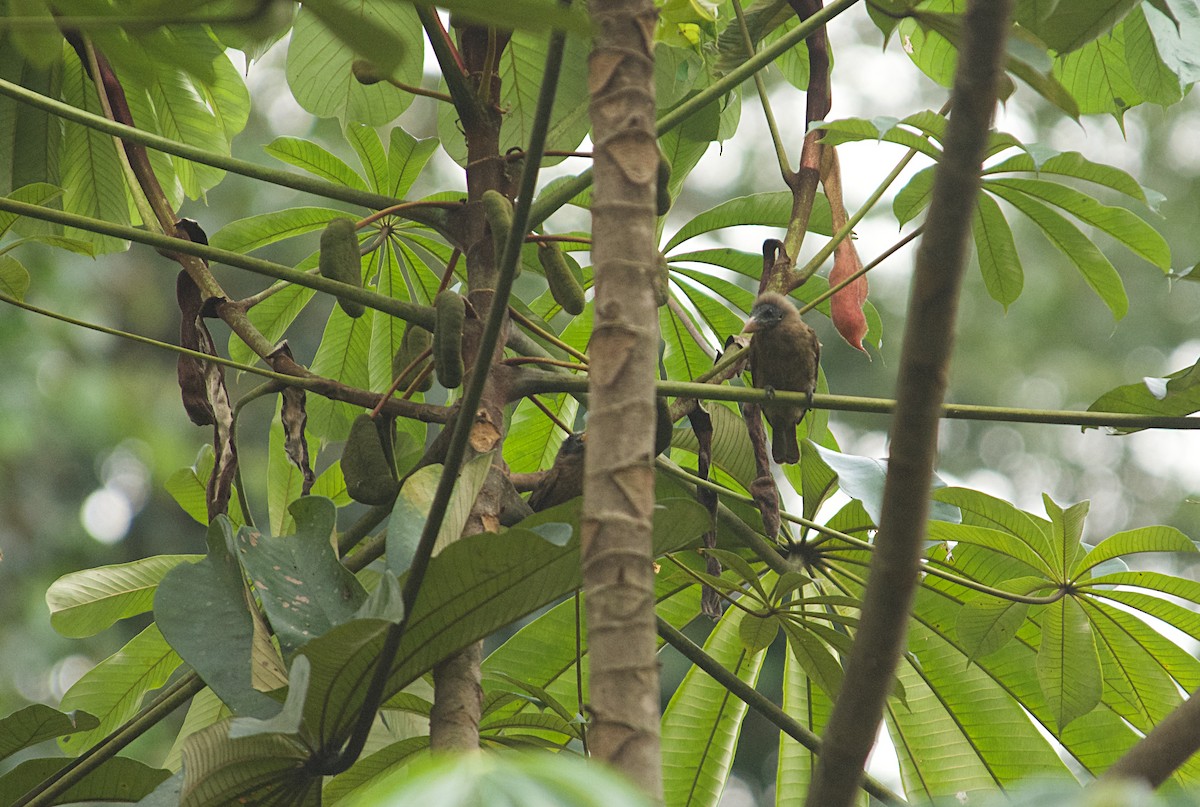 Barbudo Calvo - ML646522114