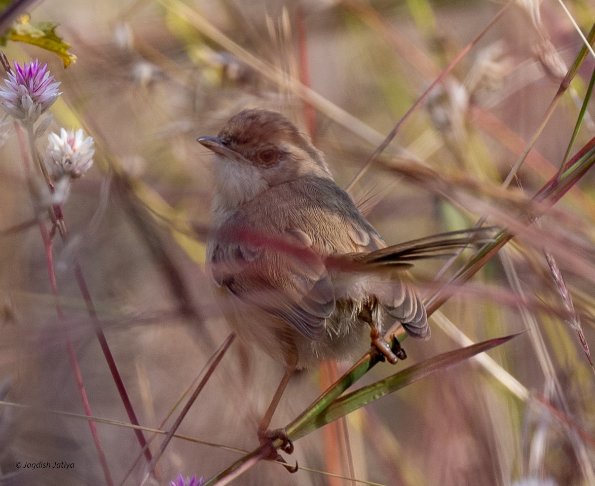 Akça Prinya - ML646522115