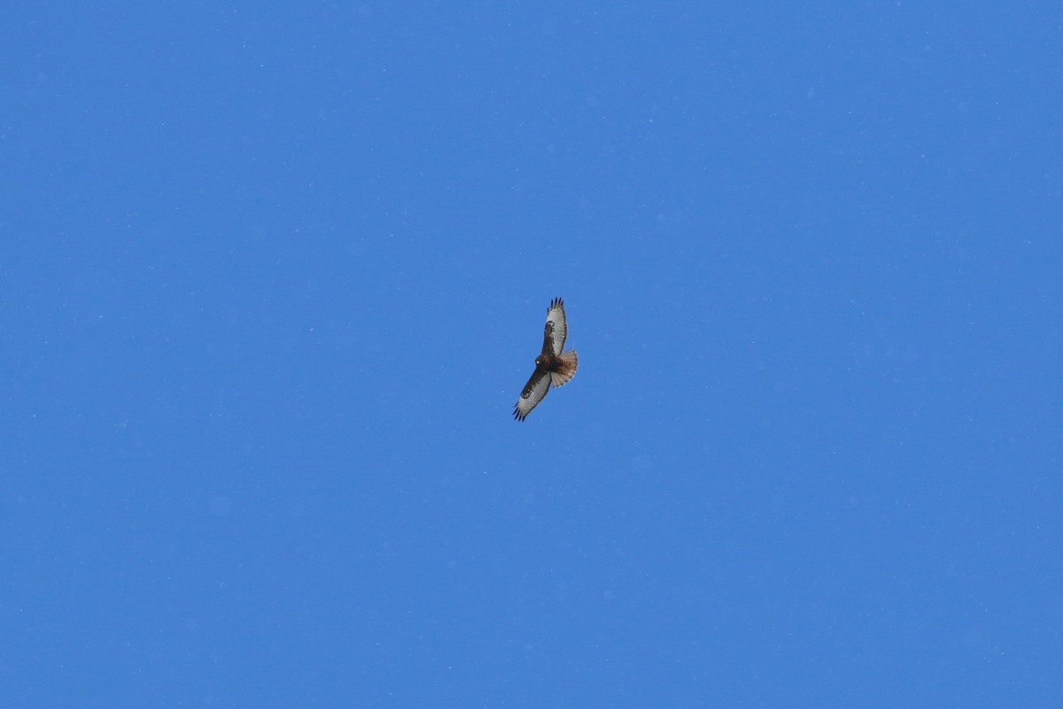 Red-tailed Hawk - ML646522117