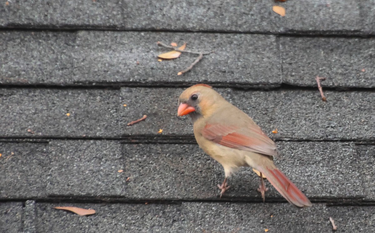 Northern Cardinal - ML646522118