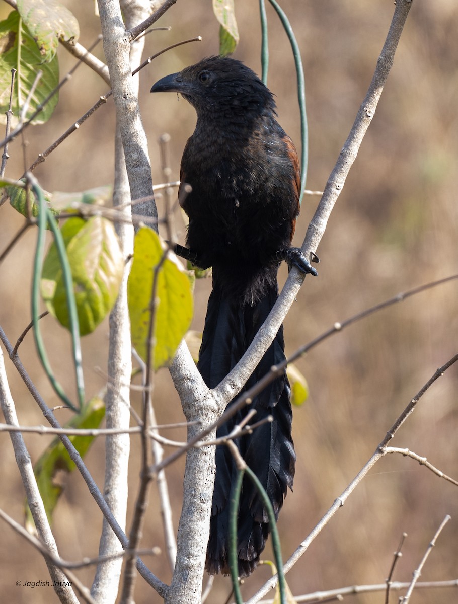 Büyük Kukal - ML646522119