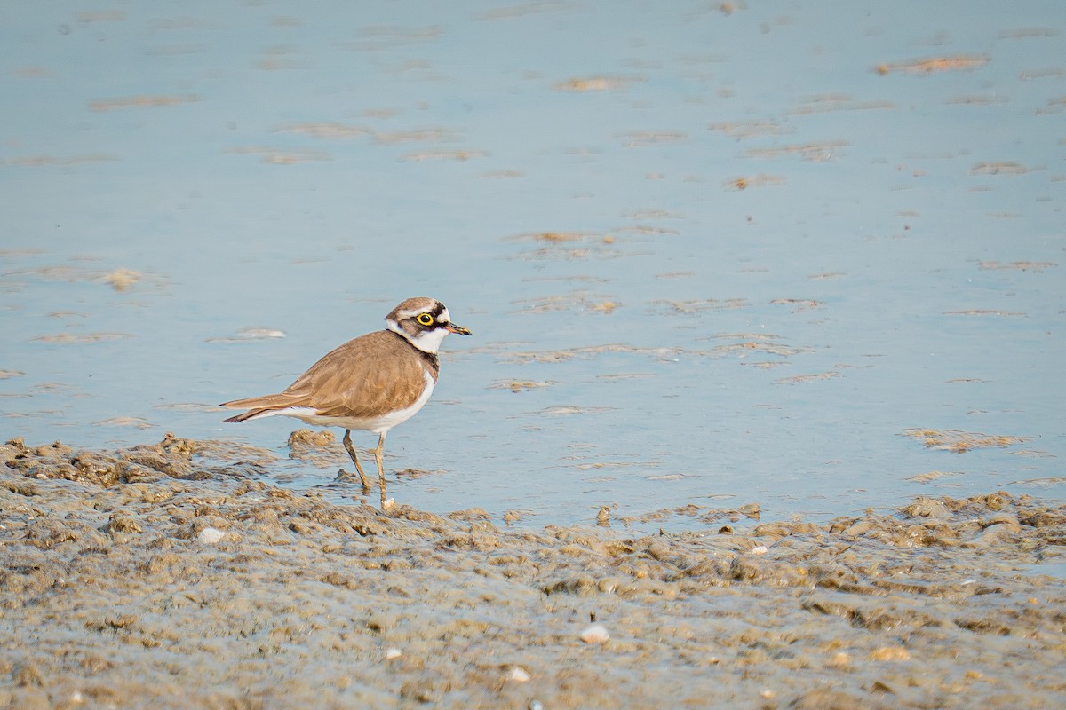 Little Ringed Plover - ML646522120