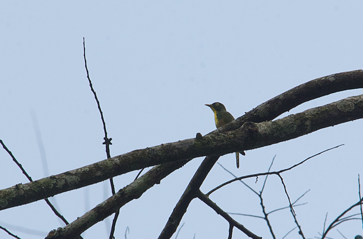 Cuclillo Gorjigualdo - ML646522121