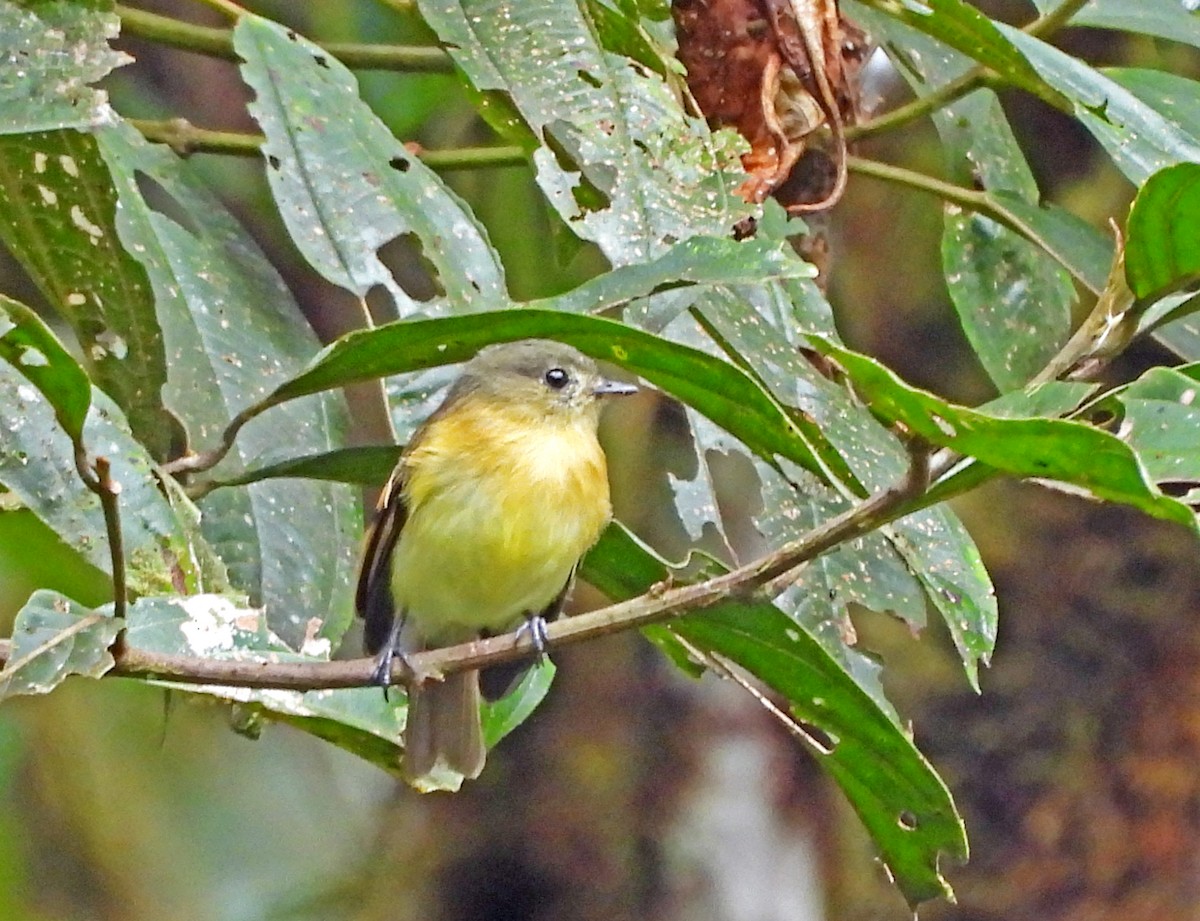 Graukronen-Schnäppertyrann - ML646522125