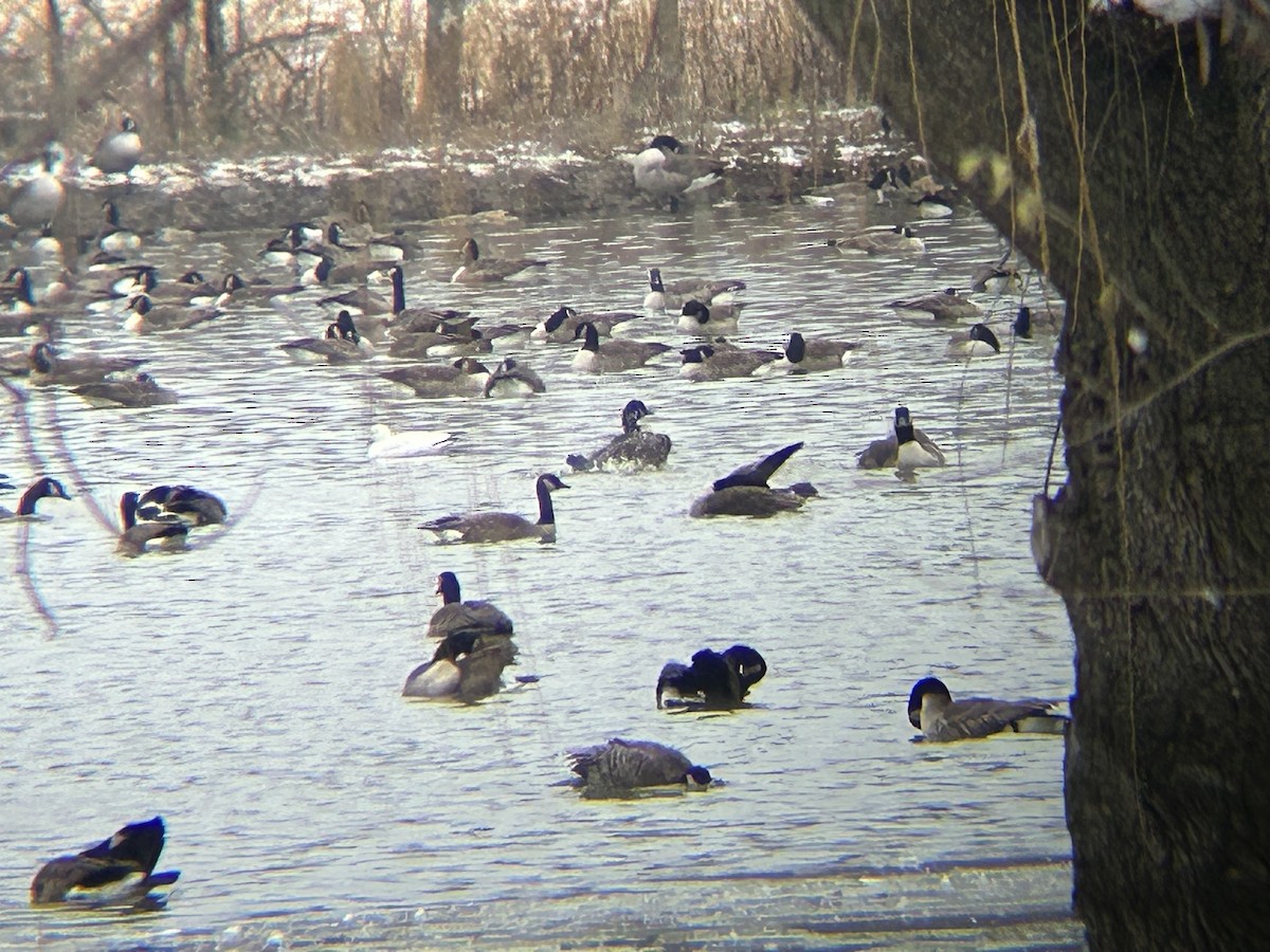 Ross's Goose - ML646522129