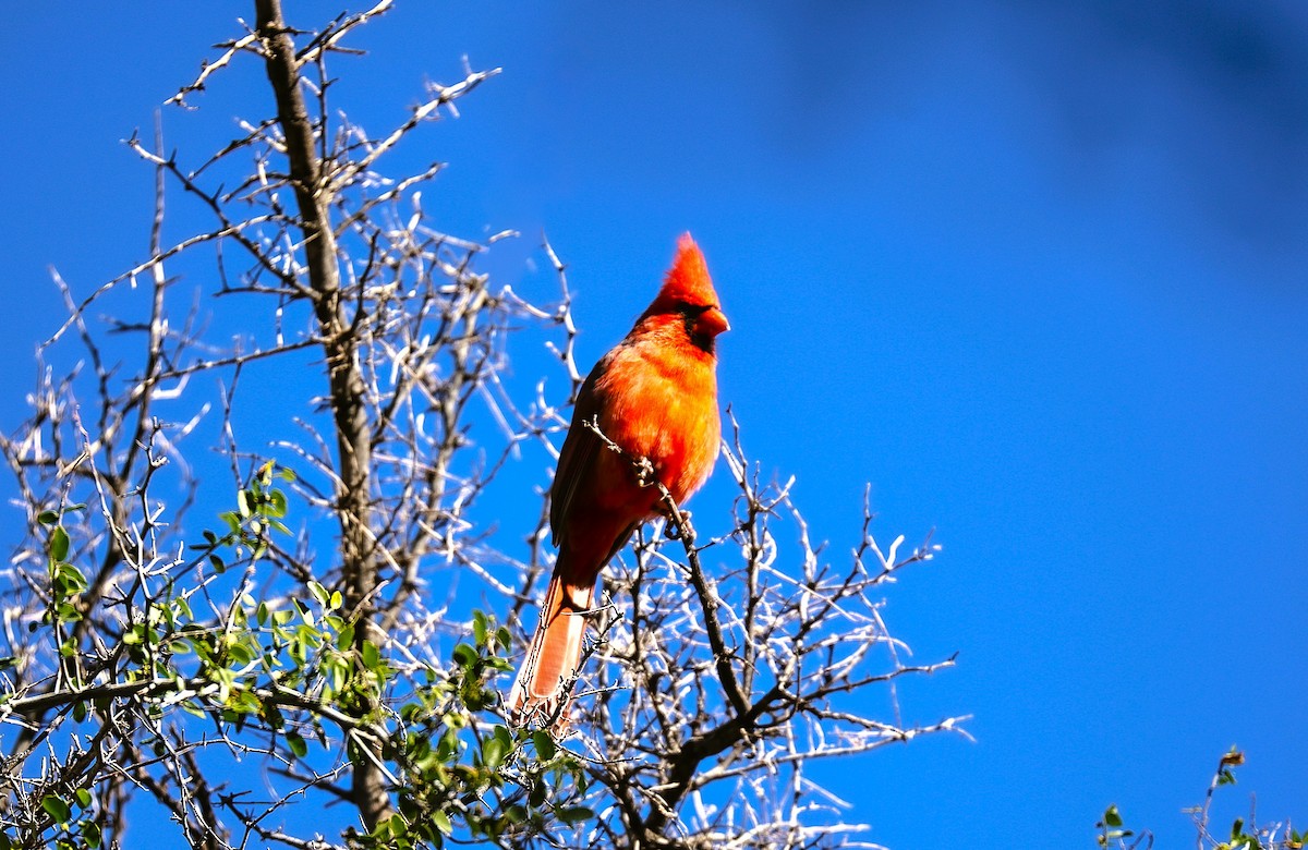 Northern Cardinal - ML646522130
