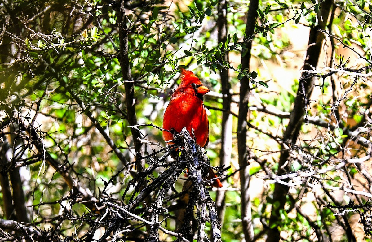 Northern Cardinal - ML646522131