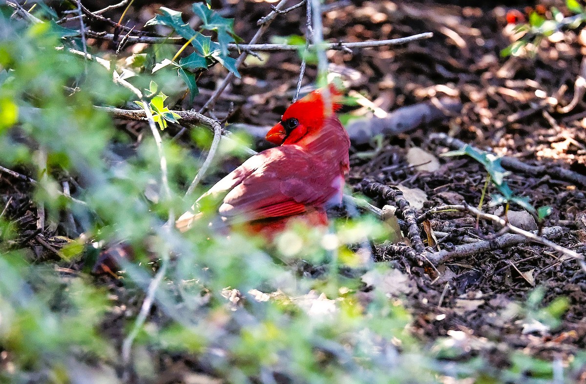 Northern Cardinal - ML646522132
