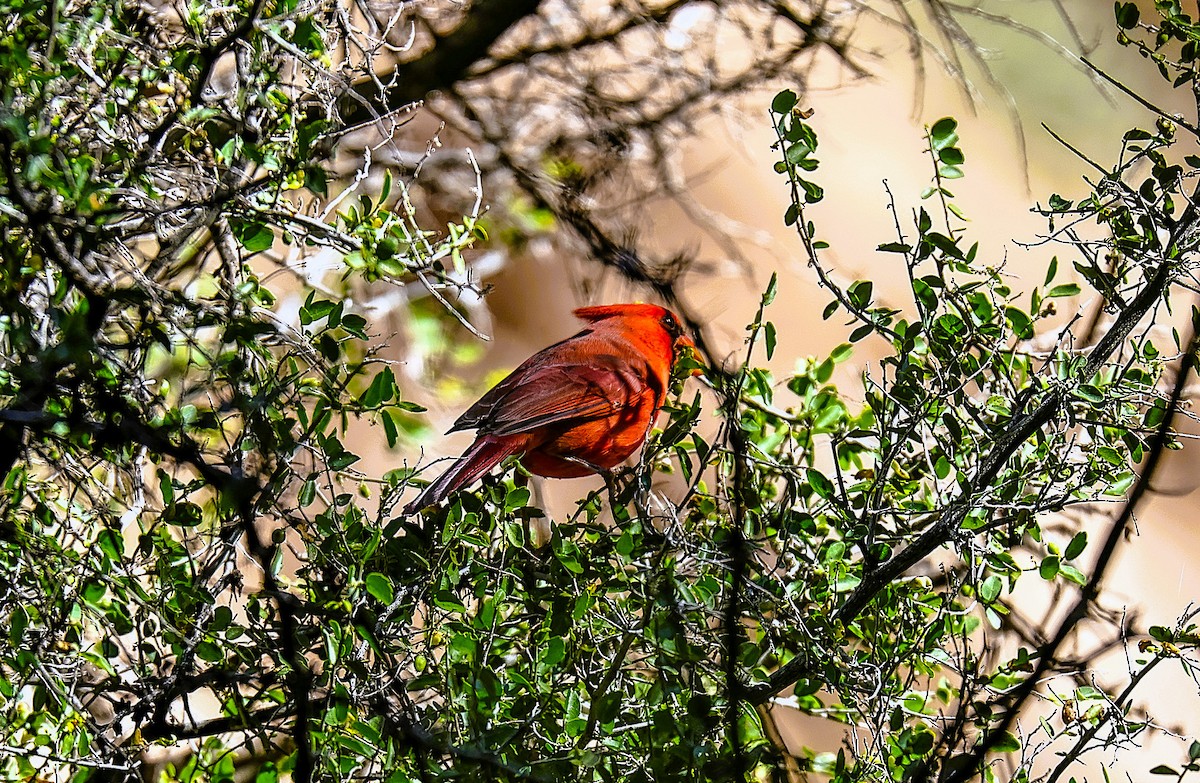 Northern Cardinal - ML646522133