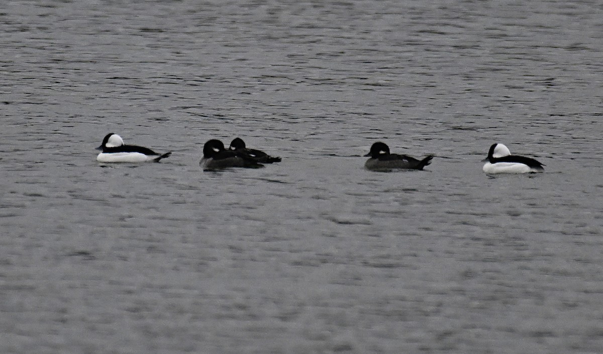 Bufflehead - ML646522134