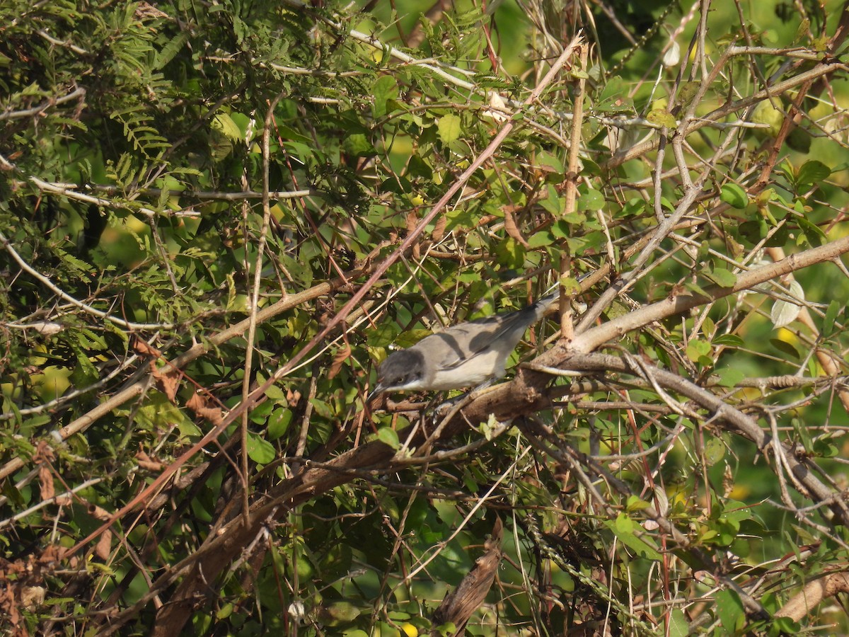 Curruca Mirlona Oriental - ML646522135