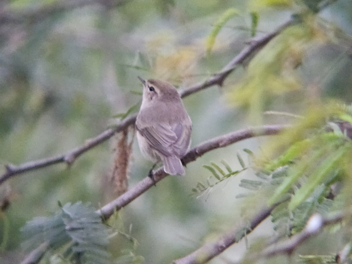 嘰喳柳鶯 - ML646522136