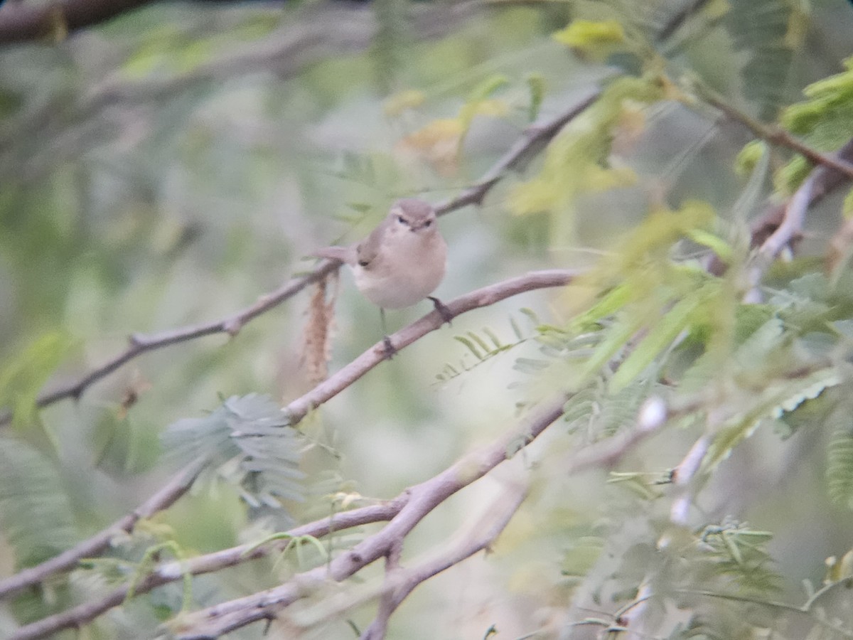 嘰喳柳鶯 - ML646522137