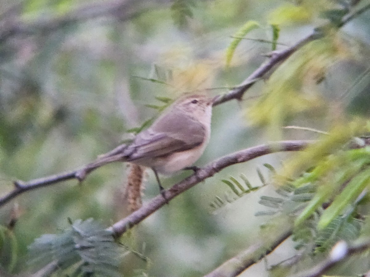 嘰喳柳鶯 - ML646522138