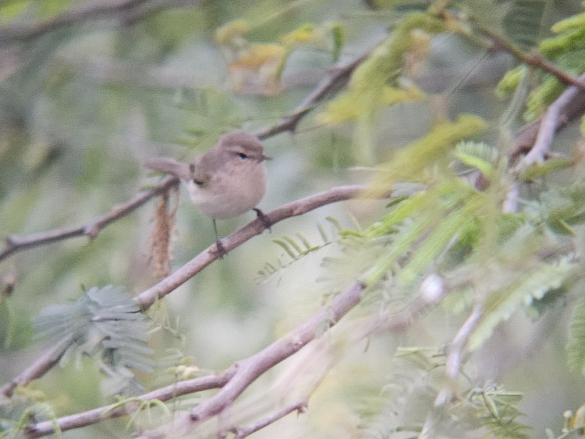 嘰喳柳鶯 - ML646522139