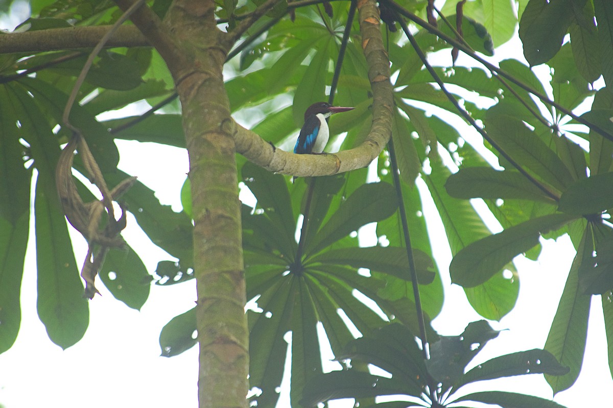 Alción Castaño - ML646522140