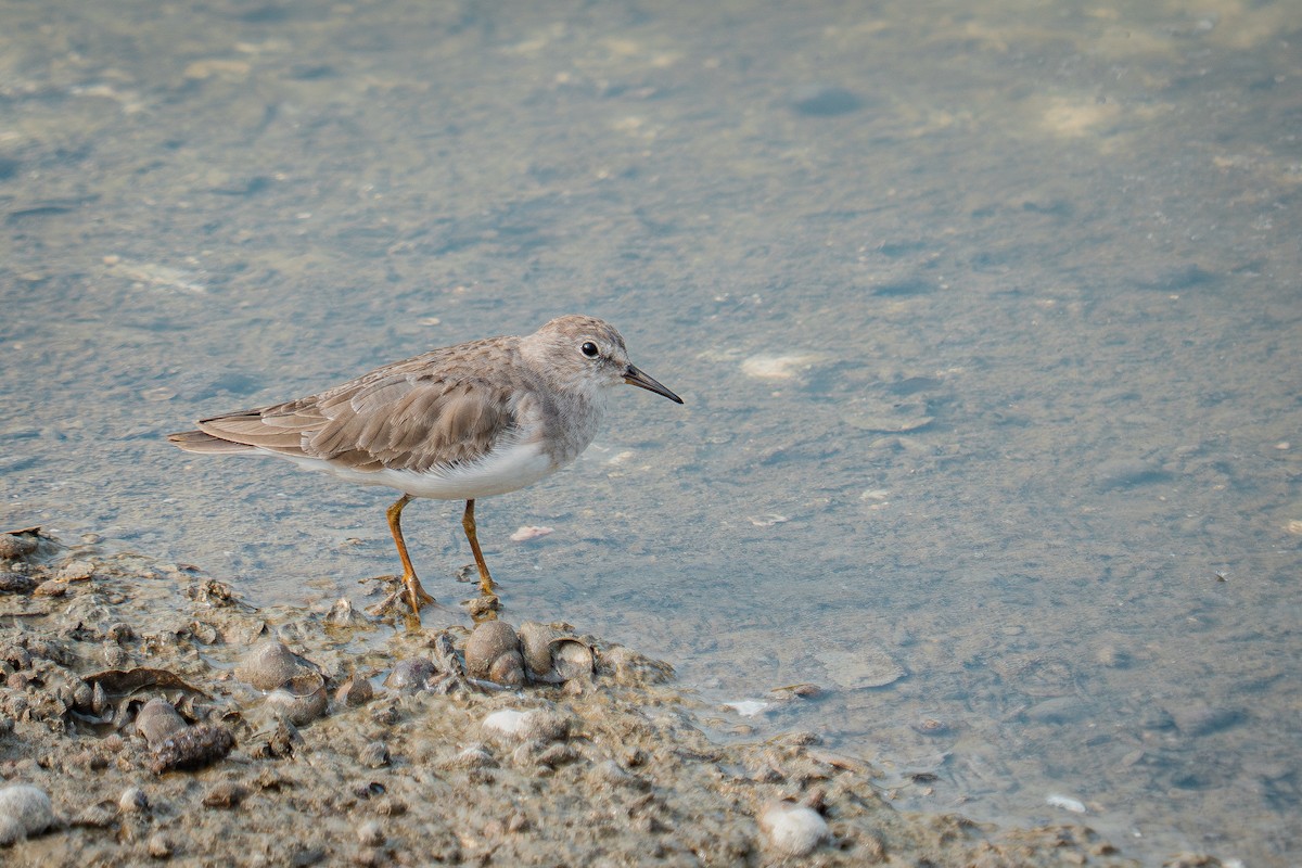 Temminck's Stint - ML646522141
