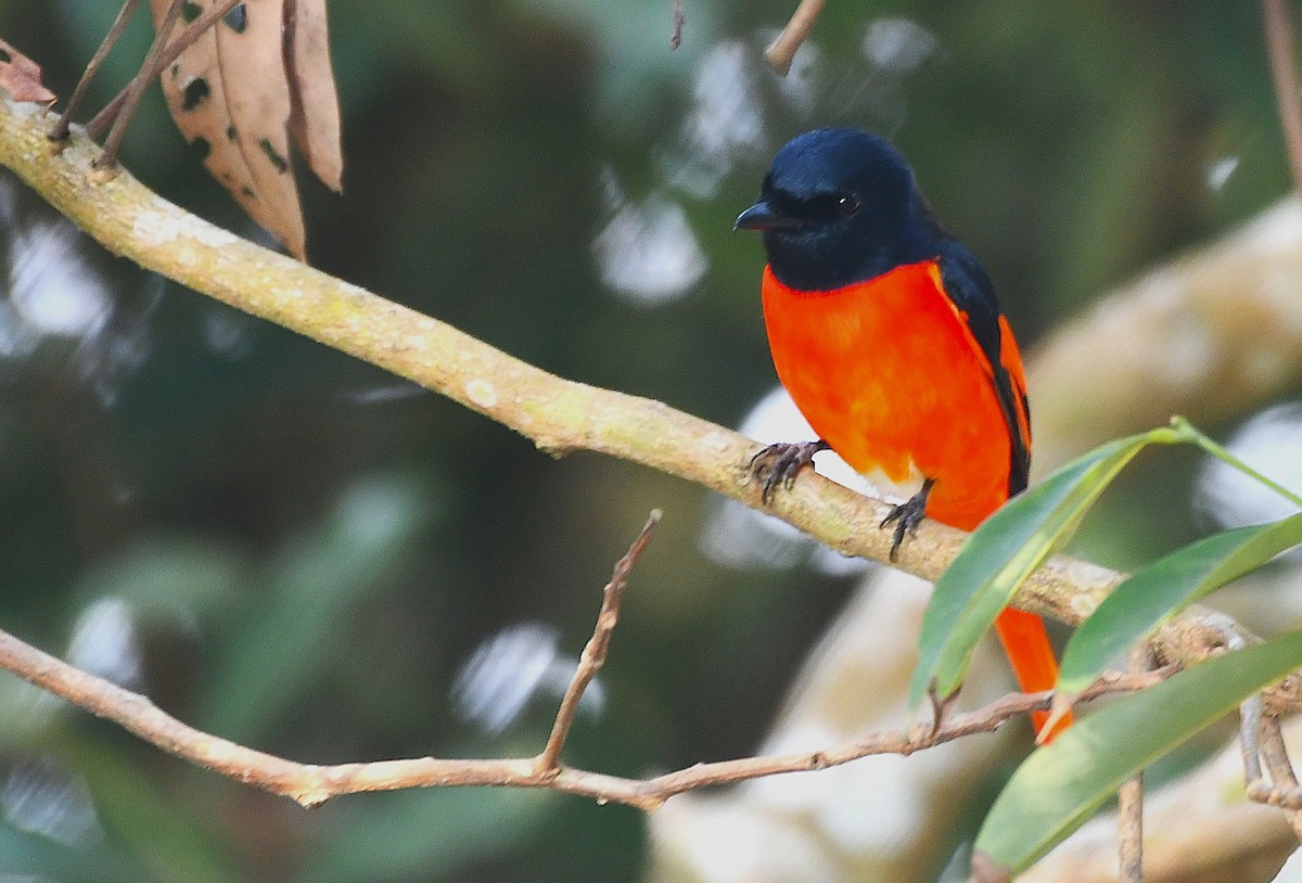 Scarlet Minivet - ML646522142