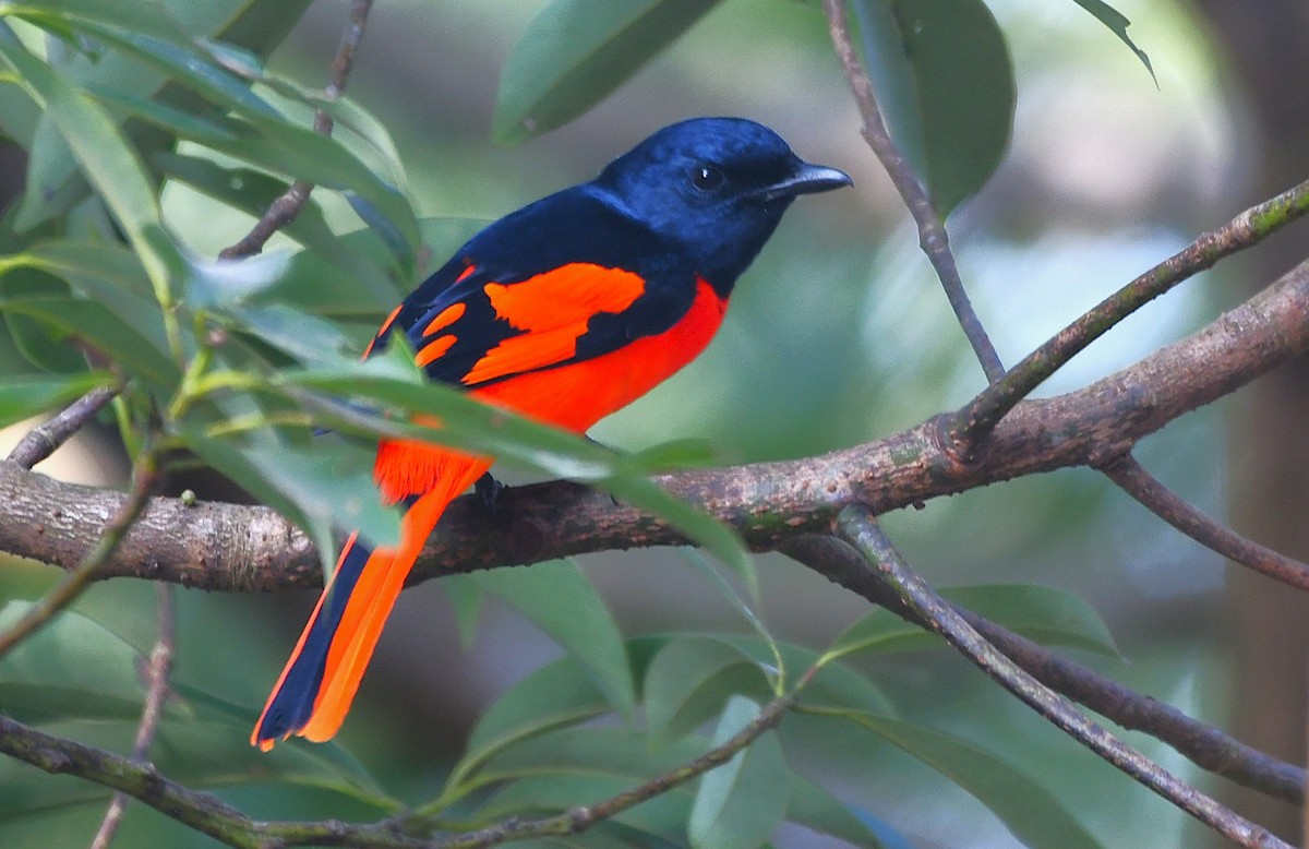 Scarlet Minivet - ML646522143