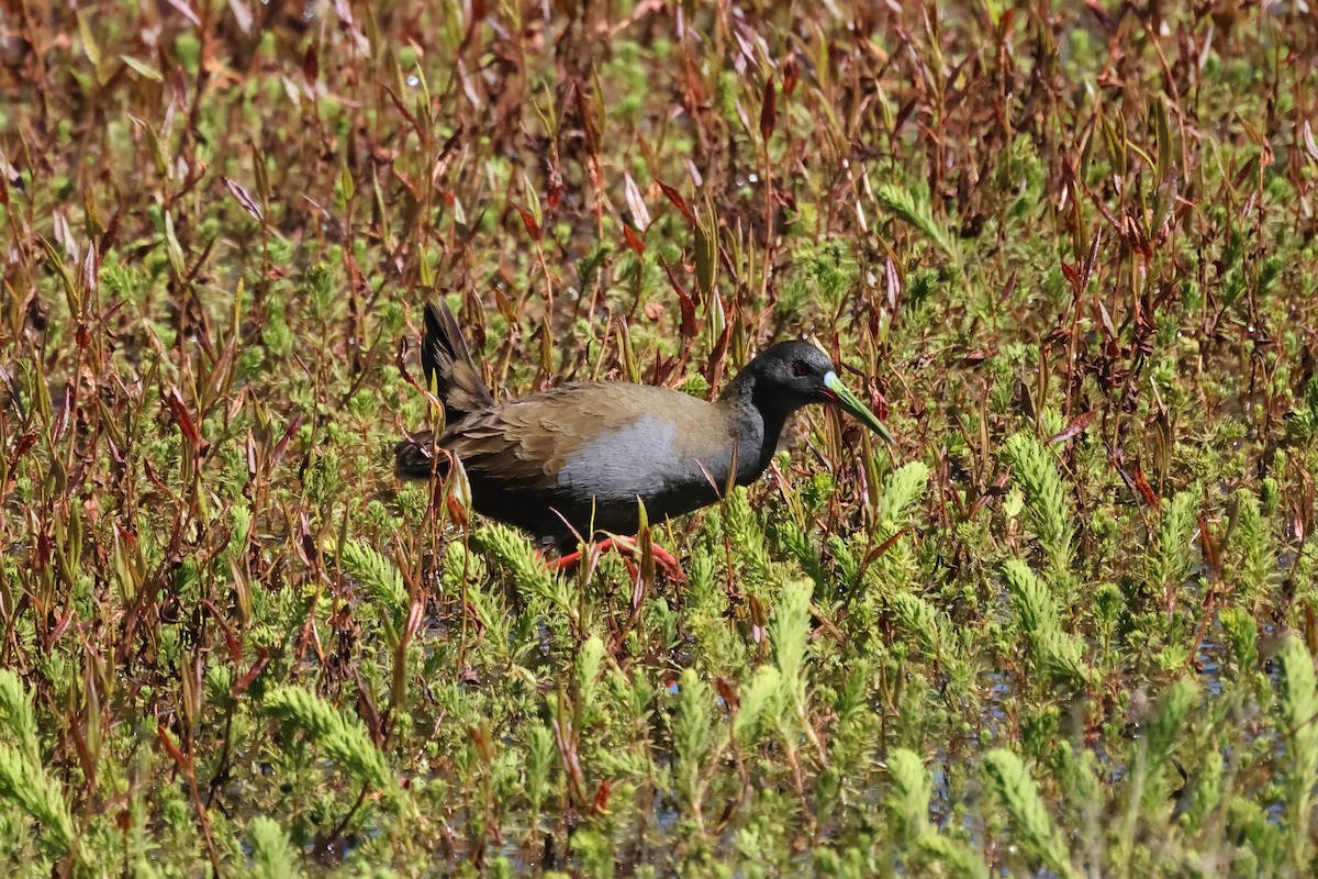 Plumbeous Rail - ML646522145