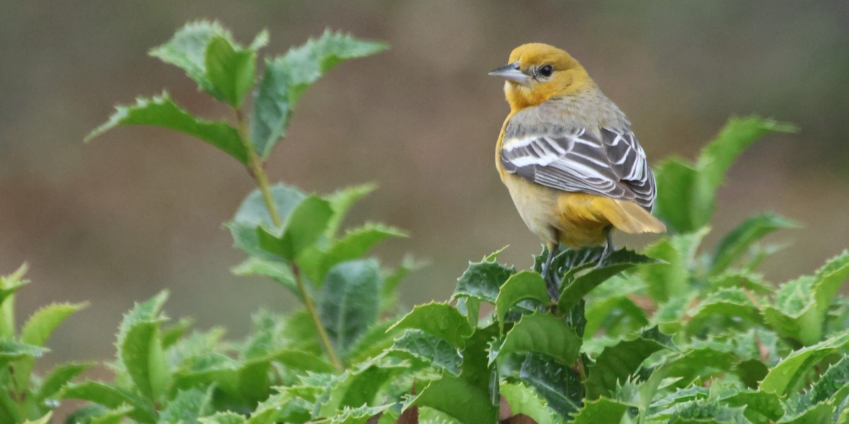 Baltimore Oriole - ML646522146