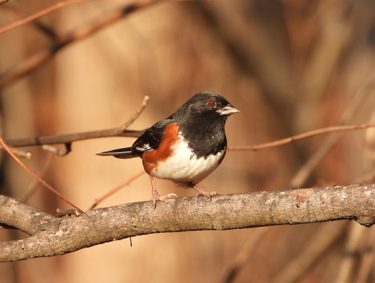 טואי אדום-עין - ML646522147