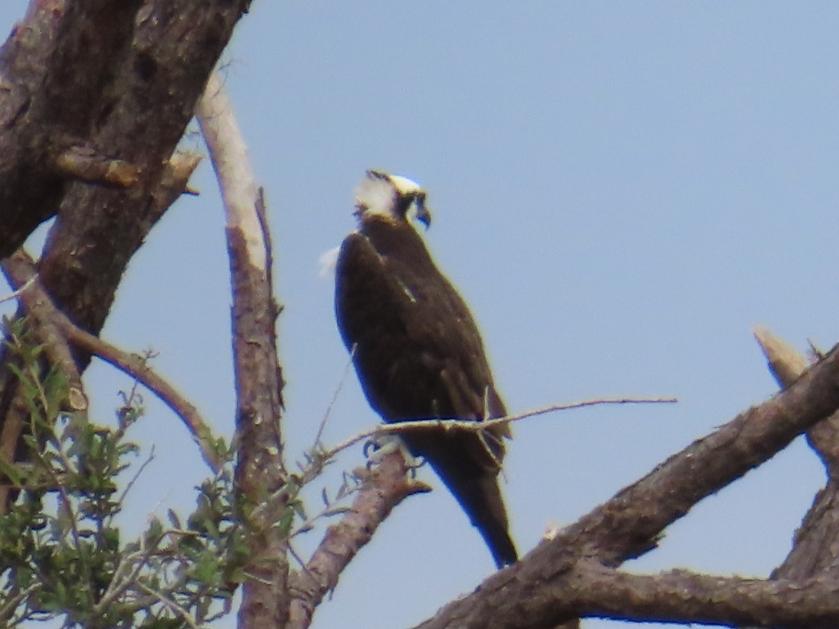 Скопа західна - ML646522148