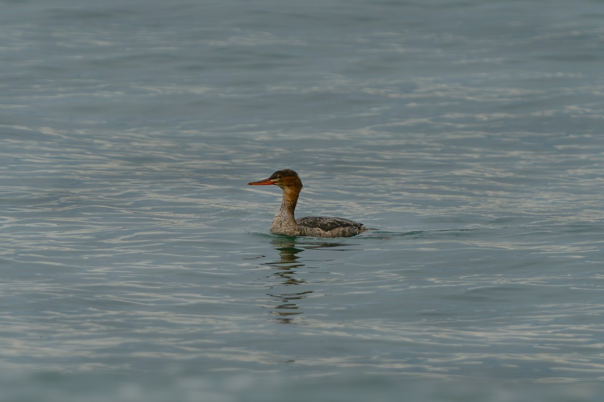 Tarakdiş - ML646522150