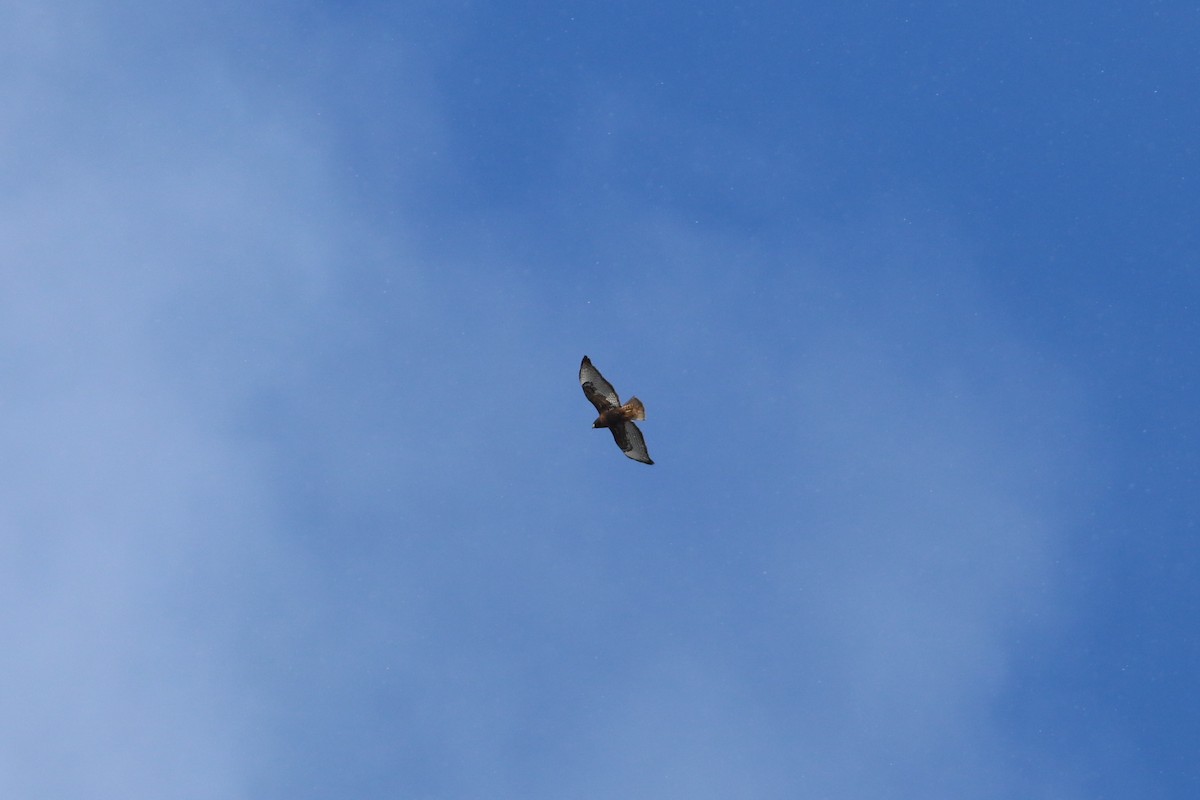 Red-tailed Hawk - ML646522152