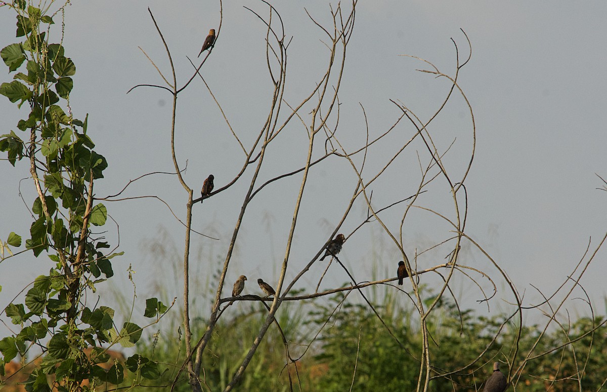 Tejedor Picogordo - ML646522154