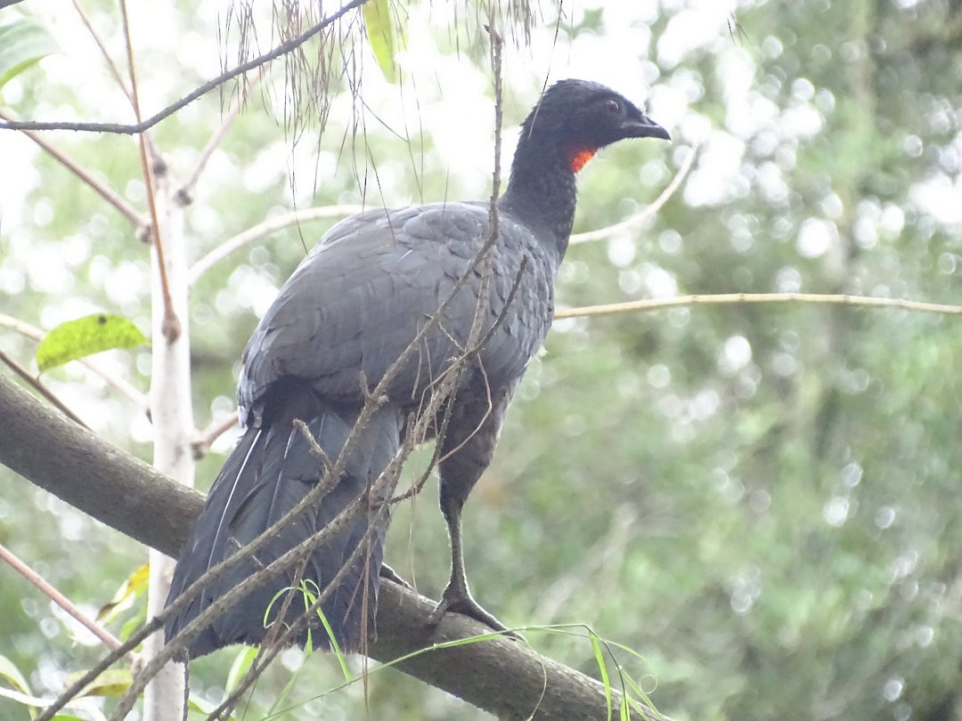 Pava Oscura - ML646522155