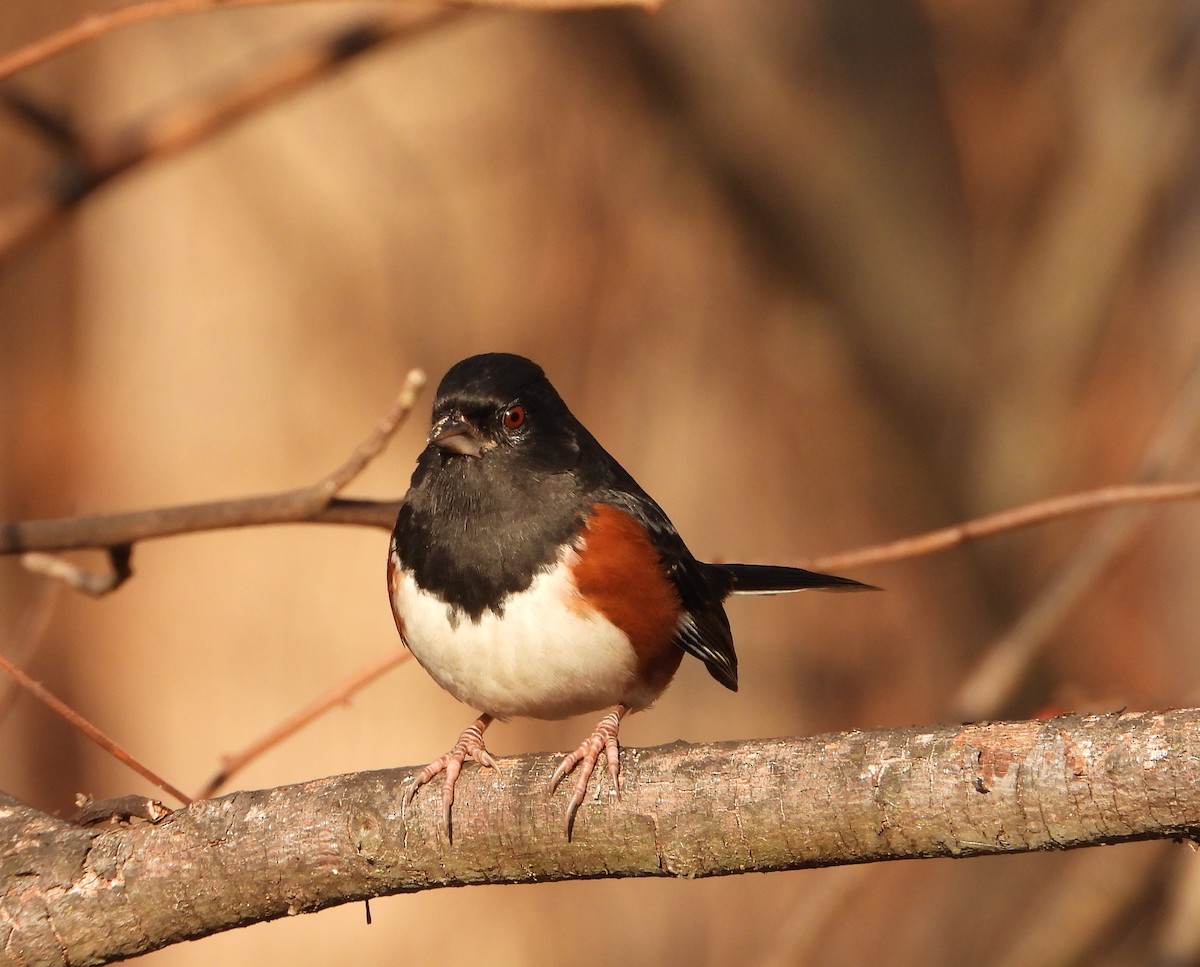 טואי אדום-עין - ML646522156
