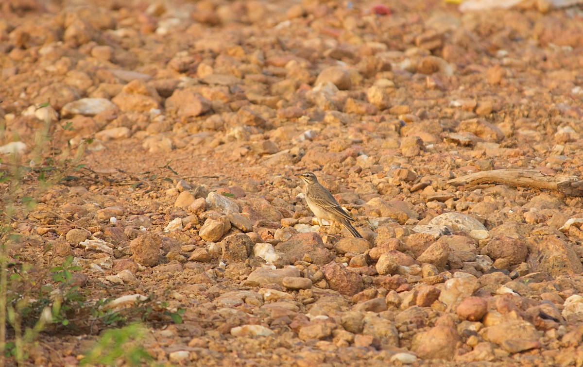 Bisbita Liso - ML646522159