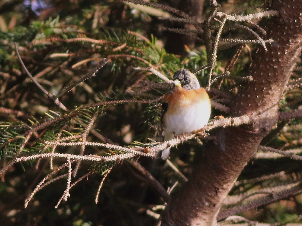 Brambling - ML646522164