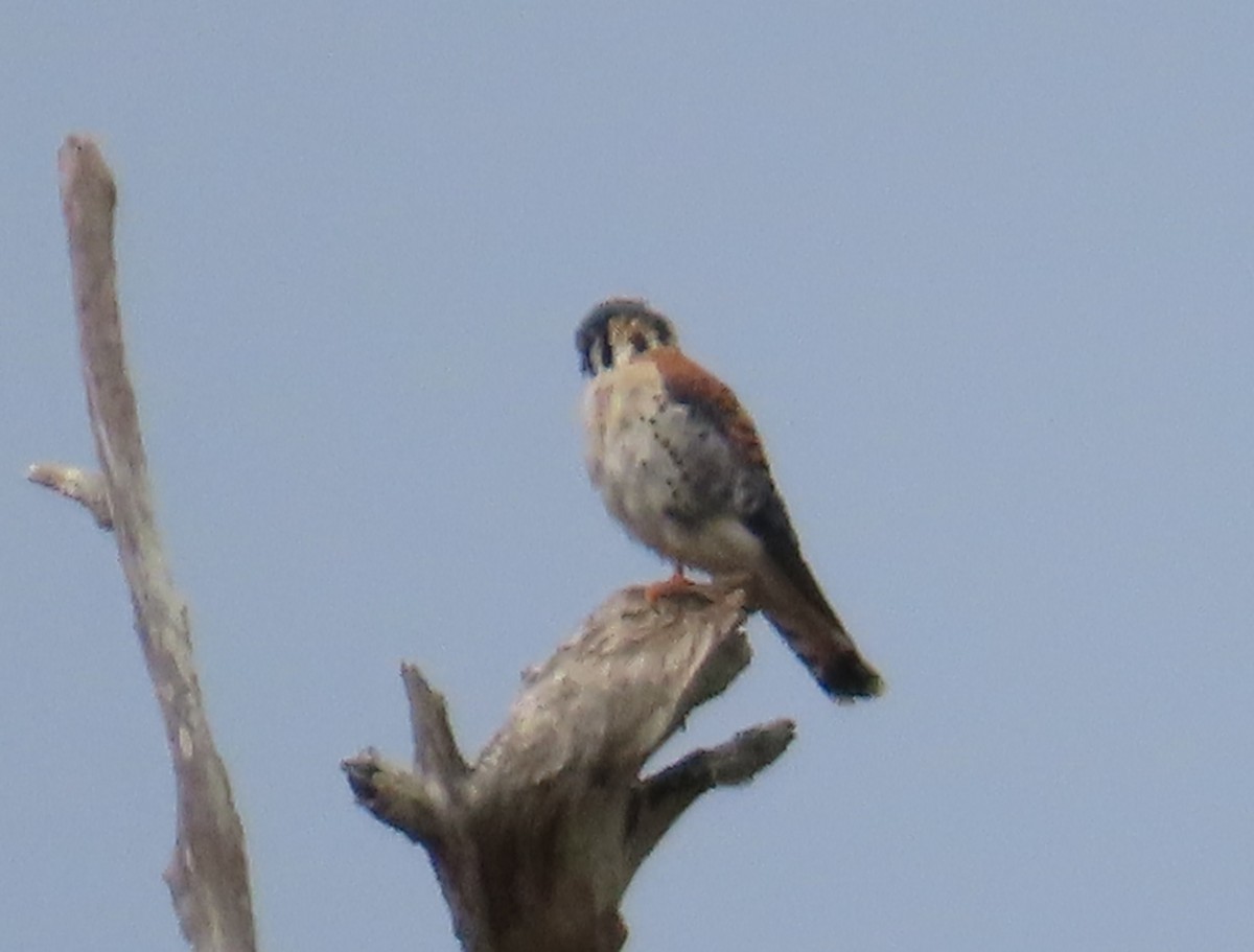 Боривітер американський - ML646522165